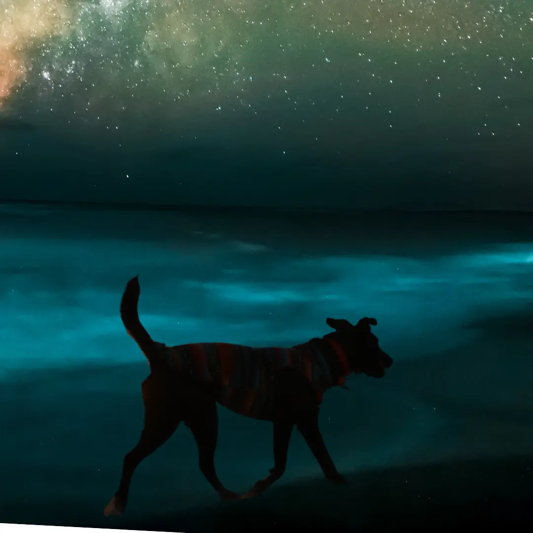 A silhouette of a dog strolling along the beach shoreline under a starry night sky.