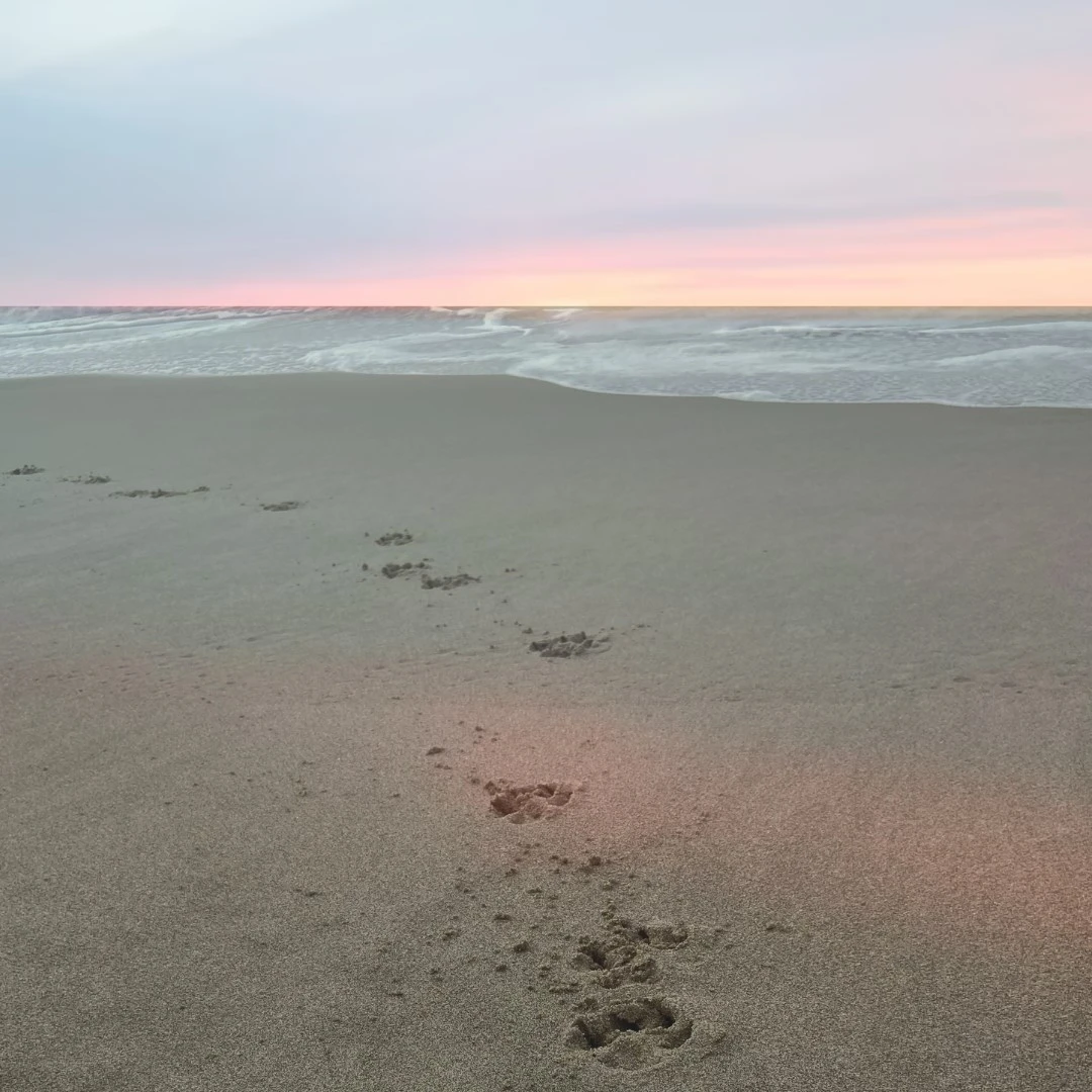 Picture of sunset over the ocean with dog prints in the sand