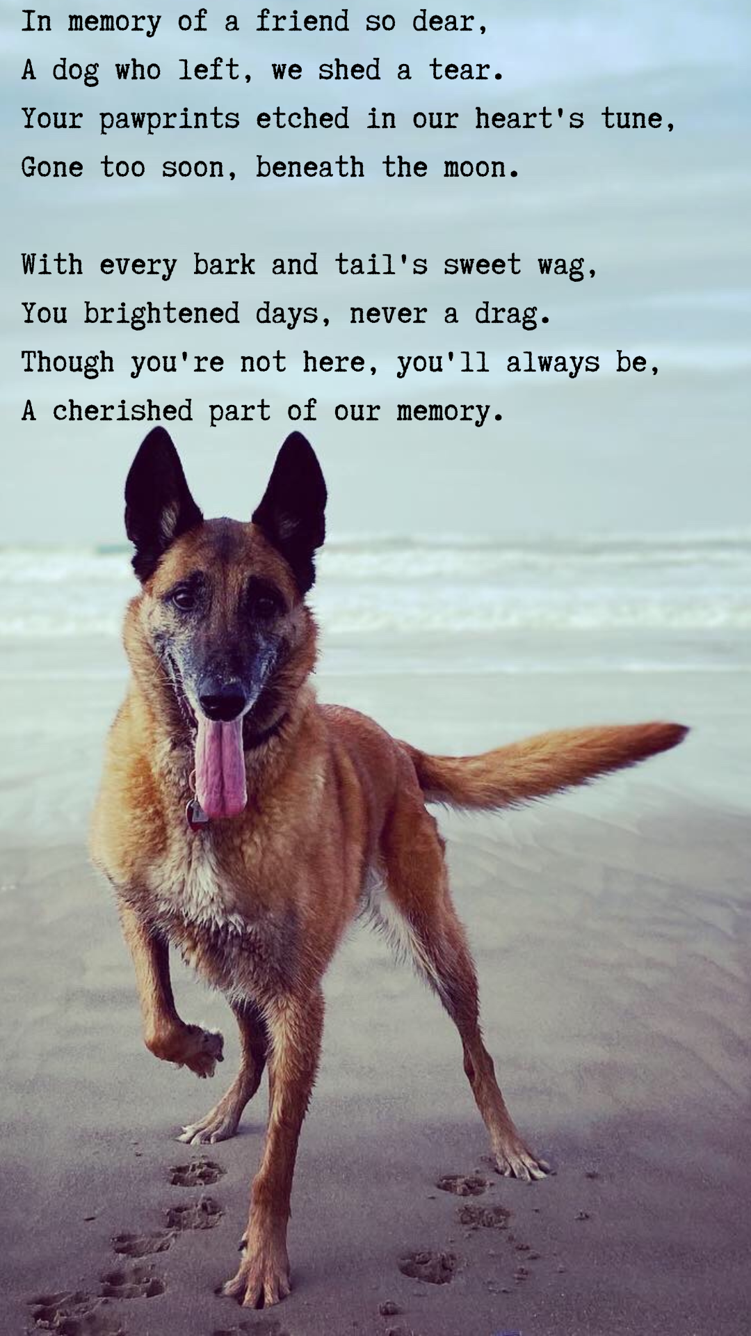 A large brownish reddish dog with pointed ears and a tongue sticking completely out, gazing at the viewer while lifting its right front paw. The scene unfolds on a sandy beach with the ocean in the background. Above the dog, a heartfelt poem reads: In memory of a dear friend, a dog departed, tears we've bled. Your pawprints linger in our heart's melody, gone too soon, beneath the moon. Every bark, each tail's sweet sway, brightened days, never a dismay. Though you're not here, forever you'll be, a cherished part of our memory.